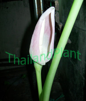 https://pictures.thailandplant.com/~images/bulb/2011/110_4.jpg