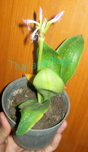 https://pictures.thailandplant.com/~images/bulb/2012/2262_2.jpg