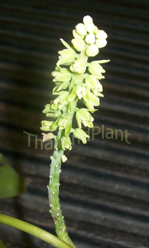 https://pictures.thailandplant.com/~images/bulb/2012/2264_2.jpg