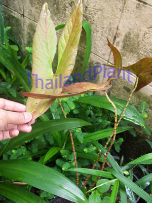 https://pictures.thailandplant.com/~images/bulb/2012/2276_3.jpg