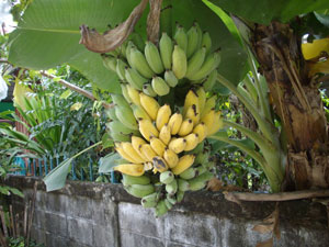 https://pictures.thailandplant.com/~images/bulb/2012/Dwarf_Nam_Wa_banana_2.jpg