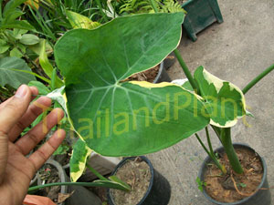 https://pictures.thailandplant.com/~images/bulb/2013/1033-2.jpg