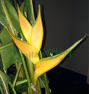 https://pictures.thailandplant.com/%7Eimages/bulb/2017/small-heliconia-gold.jpg