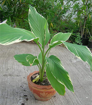 https://pictures.thailandplant.com/~images/bulb/2018/2281-5.jpg
