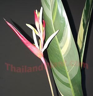 https://pictures.thailandplant.com/~images/bulb/2018/5556-2.jpg