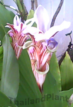 https://pictures.thailandplant.com/~images/bulb/2234_2.jpg