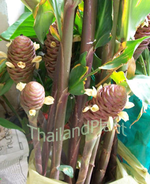 https://pictures.thailandplant.com/beautyfashionsale/ebay_2013/bulb/2260_3.jpg
