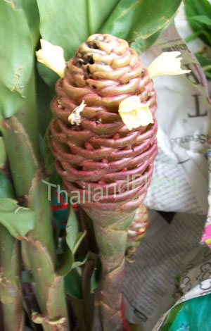 https://pictures.thailandplant.com/beautyfashionsale/ebay_2013/bulb/2260_4.jpg