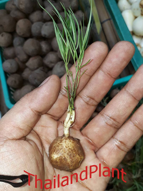 https://pictures.thailandplant.com/bulbs_2019/05-10/5570/big_5570_1.jpg