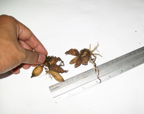 https://pictures.thailandplant.com/ebay_2010/06-09/2_bulbs_2234/bulbs.jpg