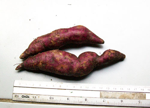 2  bulb Ipomoea batatas sweet potato yellow inside Thailand rare item 2019NEW 