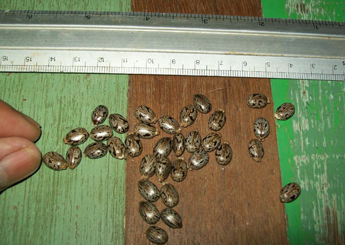 https://pictures.thailandplant.com/ebay_2015/08-03/2323/30-seeds.jpg