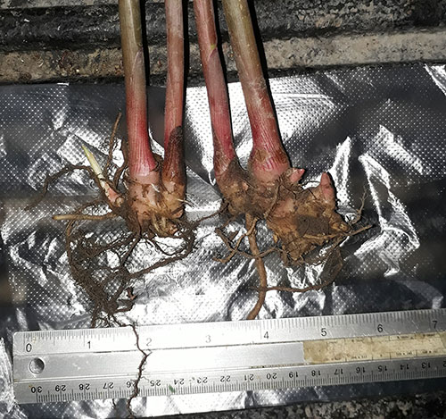 https://pictures.thailandplant.com/ebay_2017/19-07/rhizomes.jpg