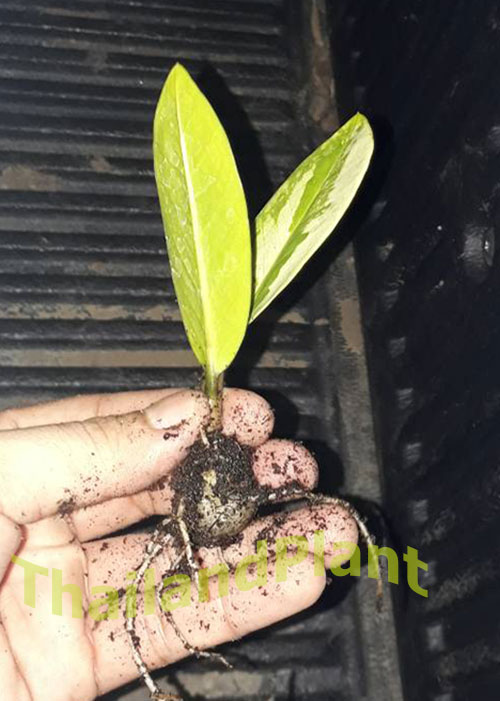 https://pictures.thailandplant.com/ebay_2018/14-11/Zamioculcas-Zamiifolia-Variegated-3.jpg