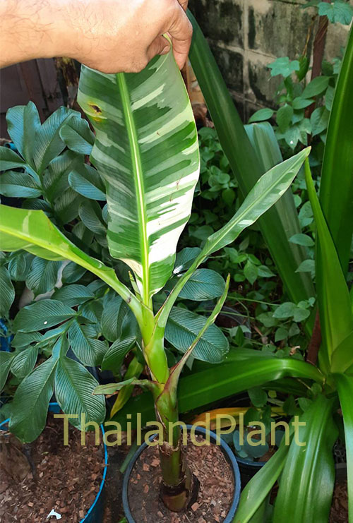 https://pictures.thailandplant.com/ebay_2022/17-07/musa-florida-variegated-2.jpg