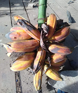 https://pictures.thailandplant.com/ebay_2022/26-12/300-MUSA-BALBISIANA-COLLA-black-banana-1.jpg