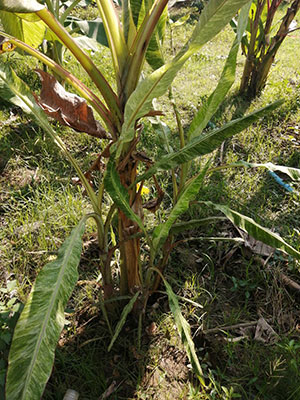 https://pictures.thailandplant.com/ebay_2022/26-12/300-Musa-acuminata-Colla-variegated-1.jpg