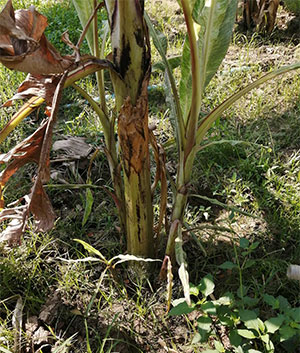 https://pictures.thailandplant.com/ebay_2022/26-12/300-Musa-acuminata-Colla-variegated-2.jpg