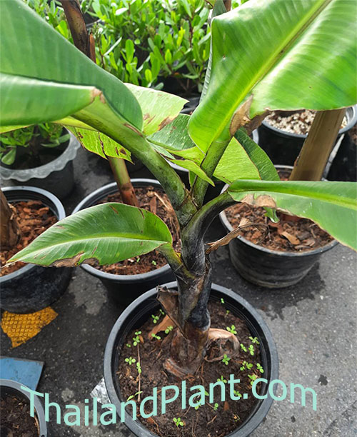 https://pictures.thailandplant.com/ebay_2022/26-12/500-MUSA-BALBISIANA-COLLA-black-banana-1.jpg
