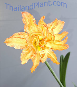 https://pictures.thailandplant.com/ebay_2023/03-04/small-HIPPEASTRUM-PUNICEUM-VAR-'ALBERTI'-1.jpg
