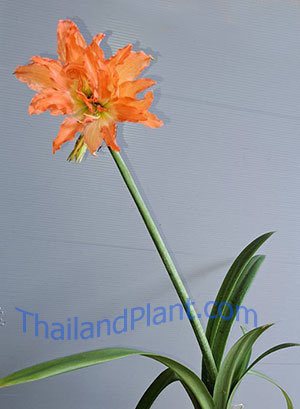 https://pictures.thailandplant.com/ebay_2023/03-04/small-HIPPEASTRUM-PUNICEUM-VAR-'ALBERTI'-2.jpg