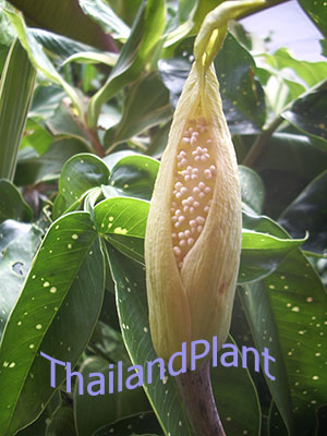 https://pictures.thailandplant.com/ebay_2024/11-02/2109/Pseudodracontium-flower-300.jpg