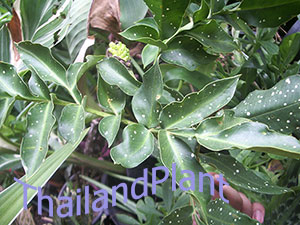 https://pictures.thailandplant.com/ebay_2024/11-02/2109/Pseudodracontium-leaves-300.jpg