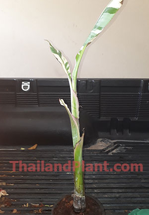 https://pictures.thailandplant.com/~images/bulb/2020/small-AE-AE-1.jpg