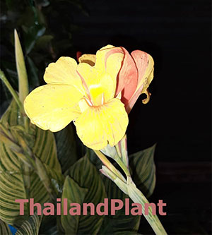 https://pictures.thailandplant.com/~images/bulb/2022/Cleopatra-small-tiger.jpg