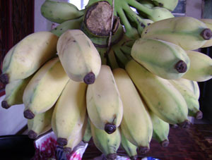 Musa ABB group MUSA BLUE JAVA ICE CREAM Banana Plant Phytosanitary Certificate